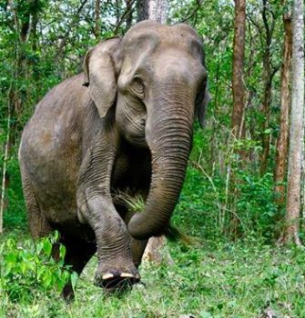 Elephant in Forest Not Good at Hide and Seek